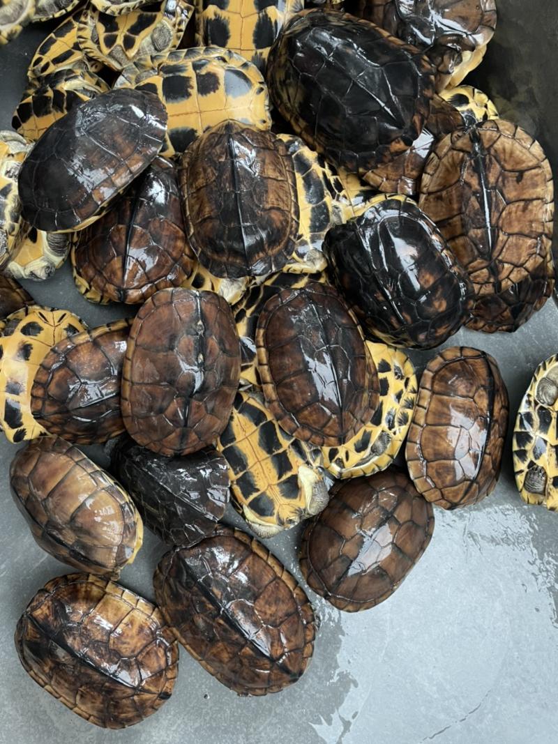 越南品种十年以上石金钱龟种龟