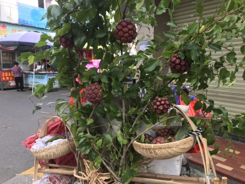 黑老虎，布福娜，糯米团大量上市