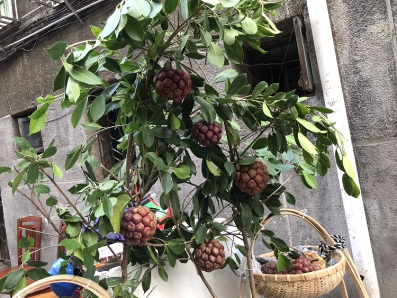 黑老虎，布福娜，糯米团大量上市