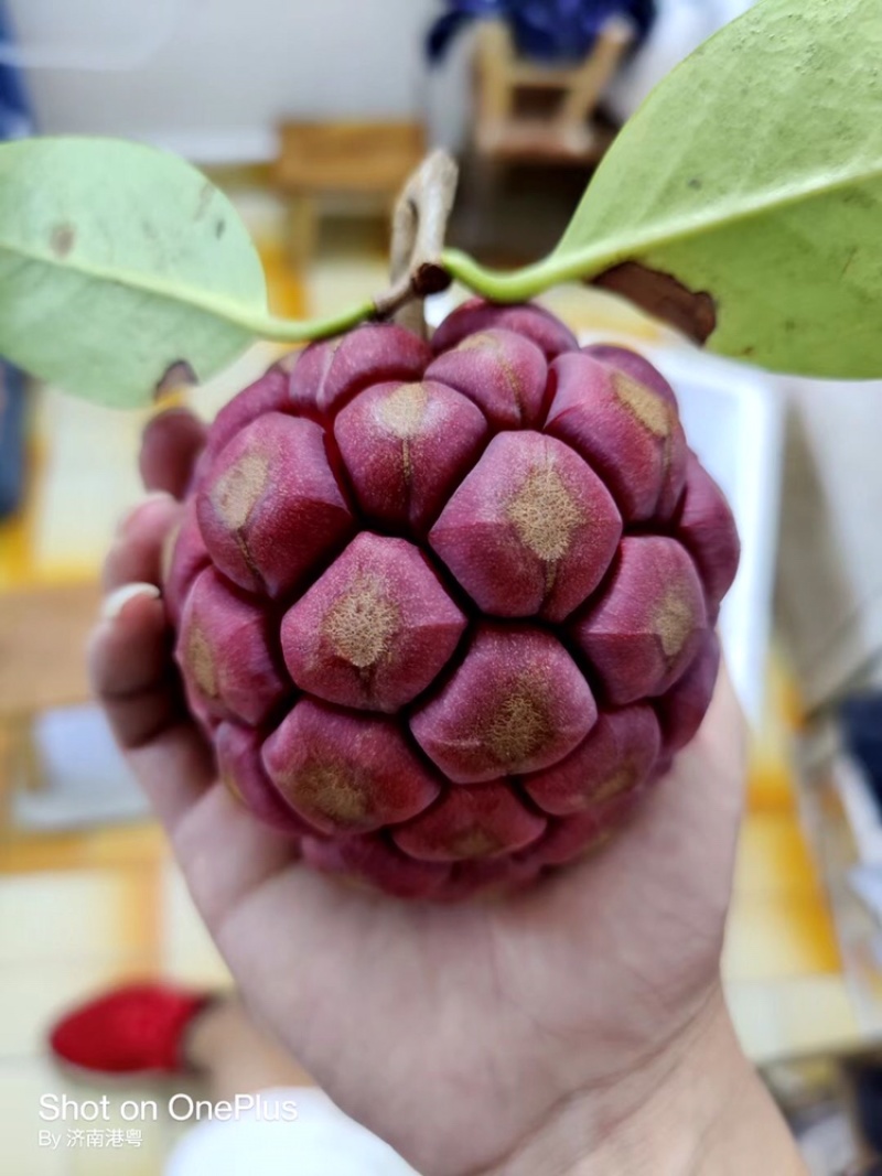 黑老虎，布福娜，糯米团大量上市
