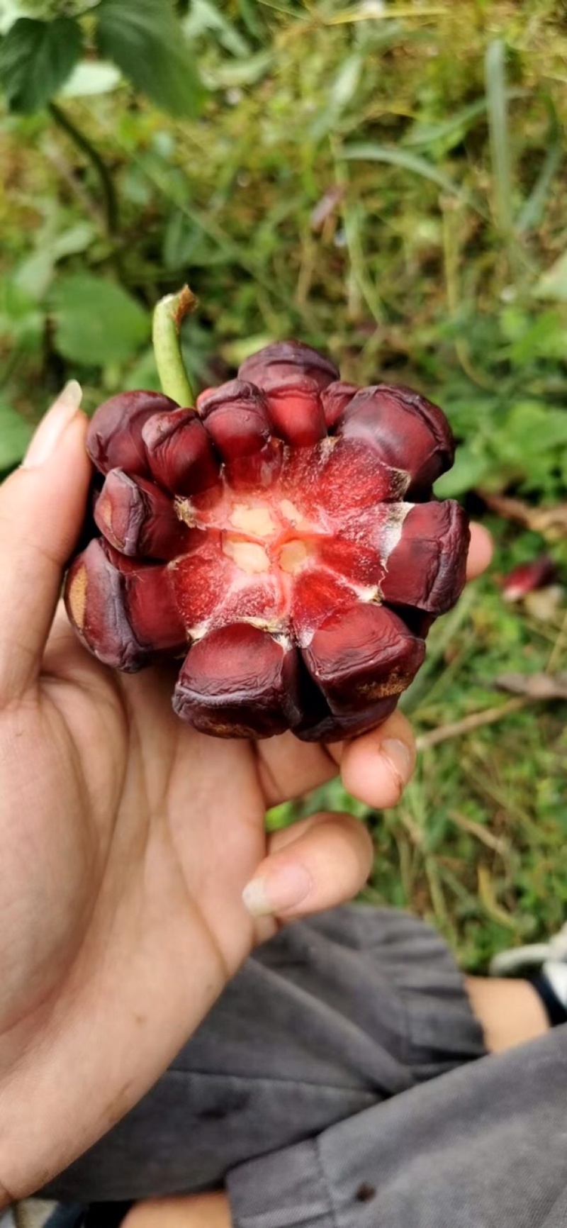 黑老虎，布福娜，糯米团大量上市