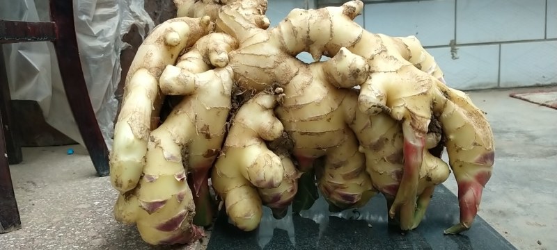 石家庄大姜