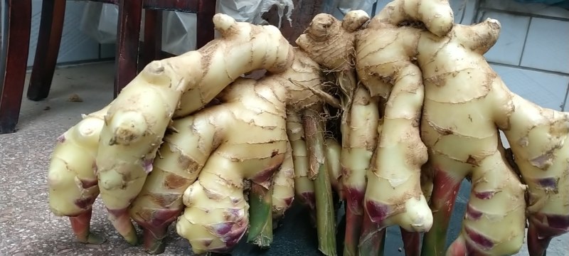石家庄大姜