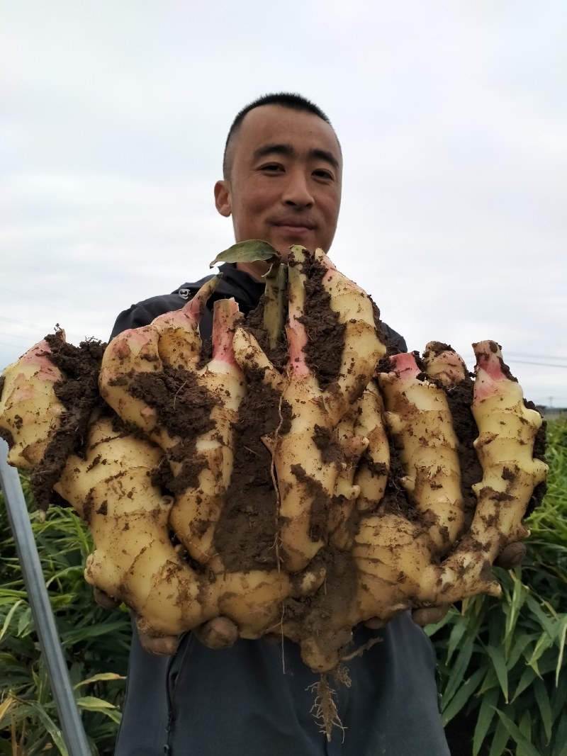 石家庄大姜