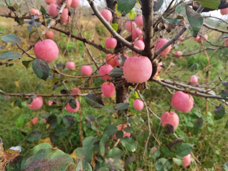 烟台红富士苹果冰糖心大量上市