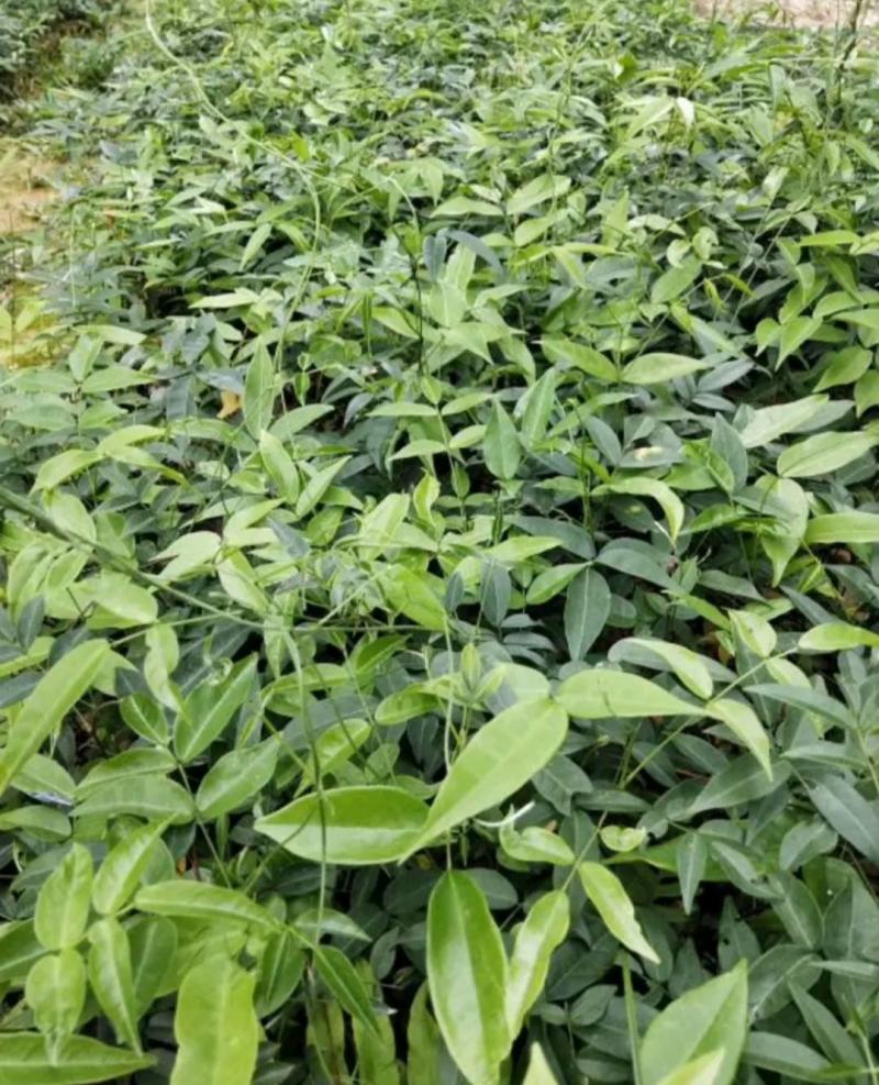 优选高产小叶牛大力苗，品种保证，包技术，包回收