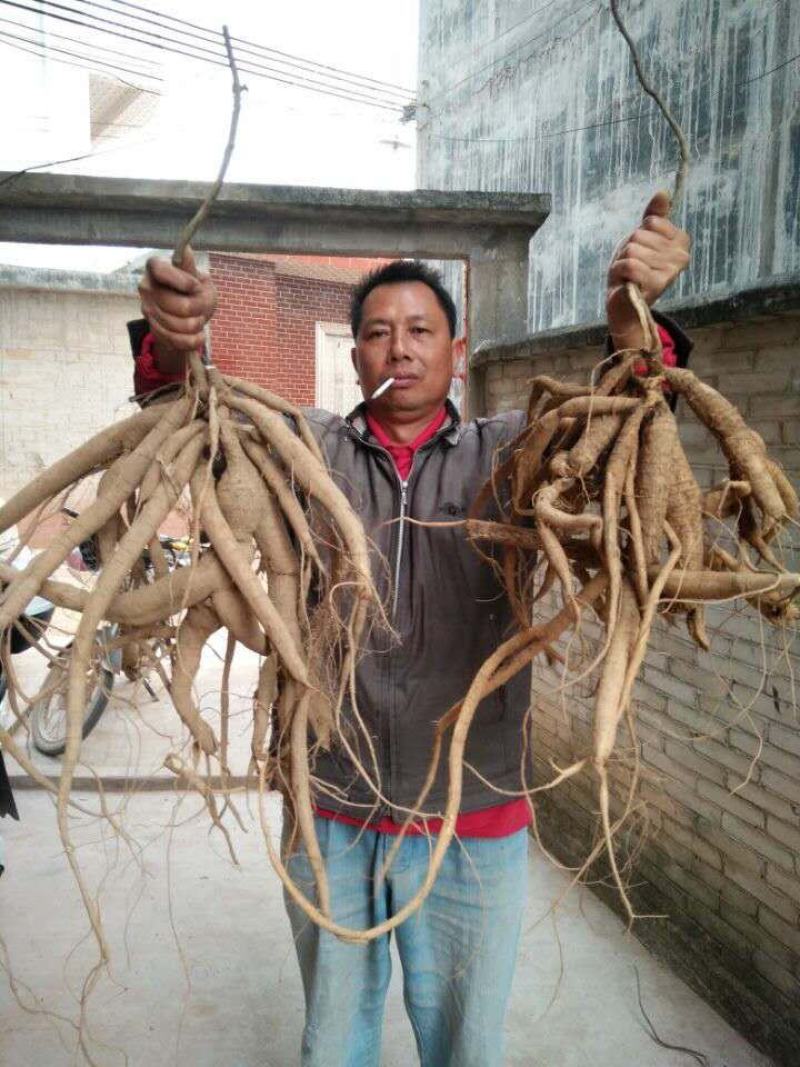 优选高产小叶牛大力苗，品种保证，包技术，包回收