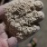 米糠，油糠，三七糠，各种规格，，常年有货，米厂直供