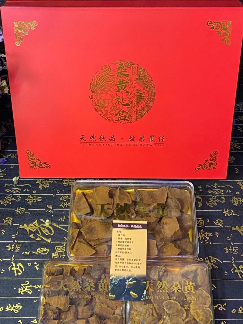 药用菌-桑黄