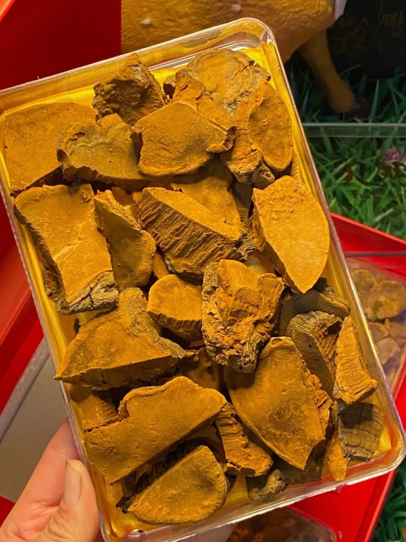 药用菌-桑黄