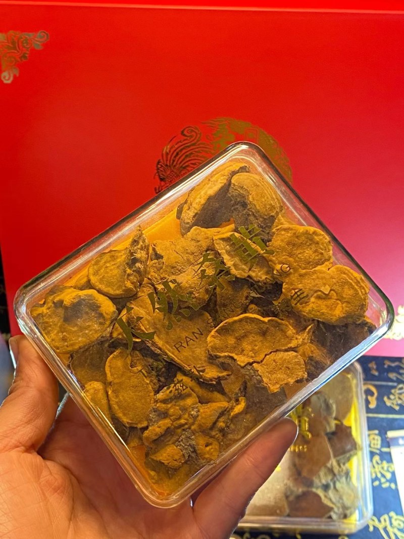 药用菌-桑黄