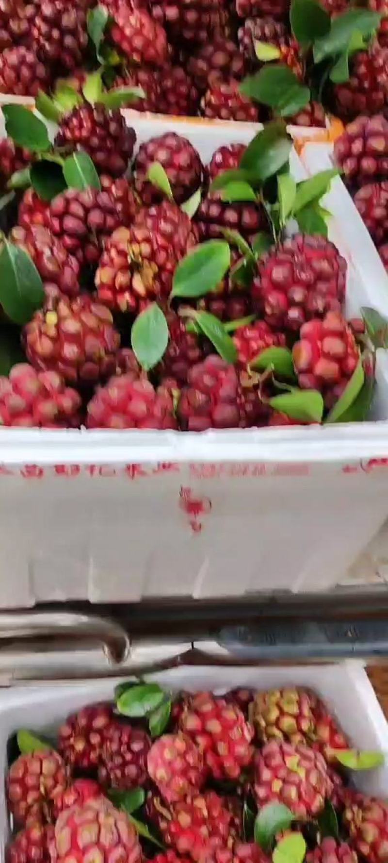 现摘现发，产地直发，欢迎来电咨询！