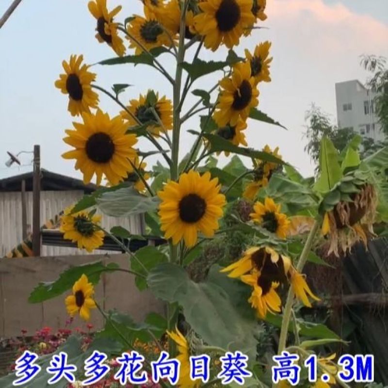 新多头向日葵种子矮杆彩色降红酱红黑心黄心玩具熊油葵花卉种