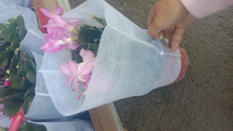 山东青州，大盆蟹爪莲，大量现货供应，物流直发，欢迎咨询订