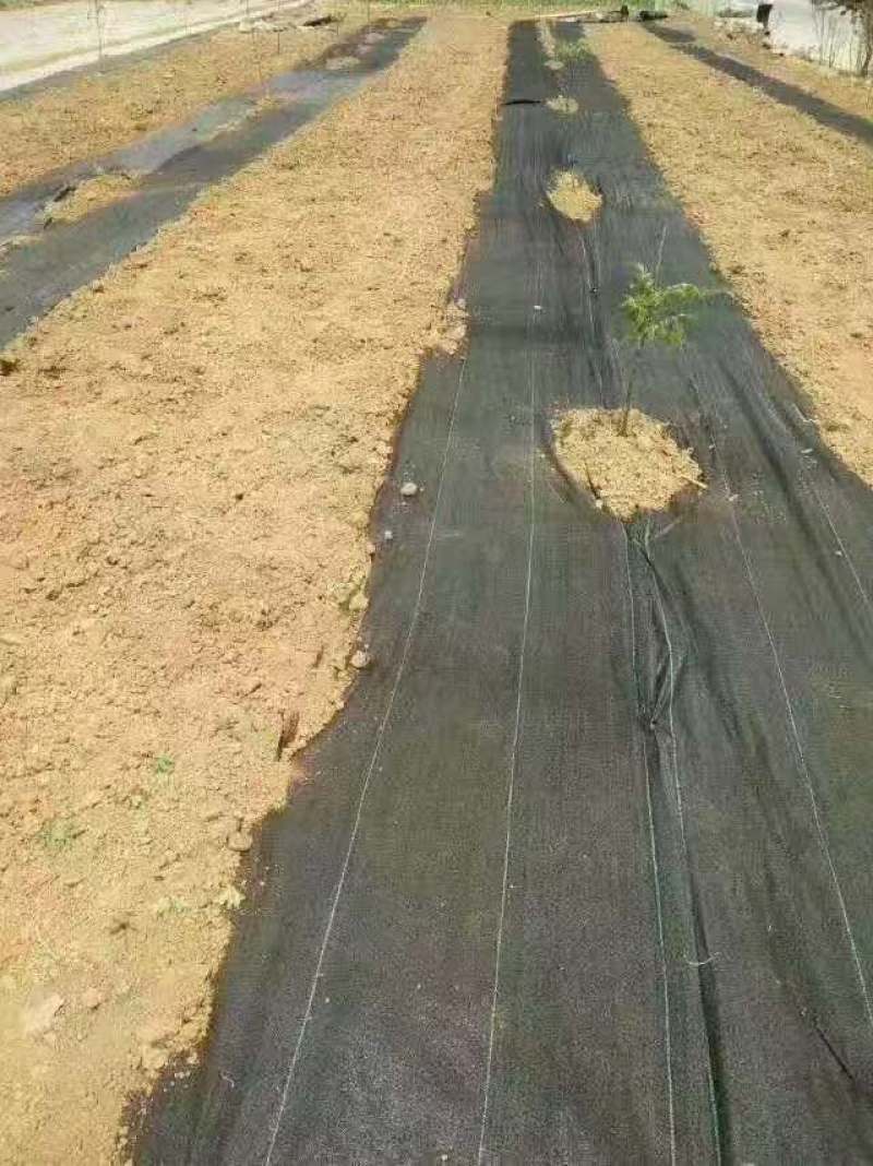 防草布除草布PE果园防草布园艺盖草底部遮草透气