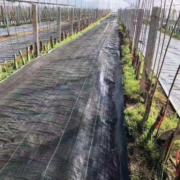 防草布除草布PE果园防草布园艺盖草底部遮草透气