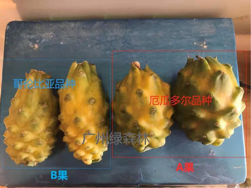 火龙果现场嫁接全包，燕窝火龙果嫁接，燕窝火龙果厄瓜多尔