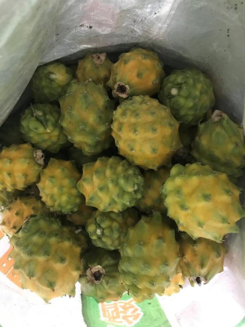火龙果现场嫁接全包，燕窝火龙果嫁接，燕窝火龙果厄瓜多尔