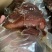 酱香肉，真空酱香肉，麻辣五香，开袋即食，一斤一包