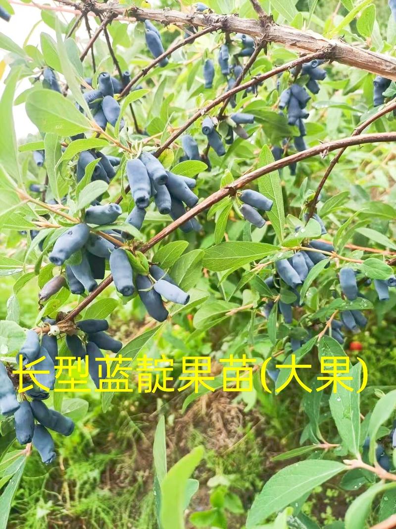 【荣誉推荐】蓝靛果苗基地直发量大价低品种纯正包活包售后