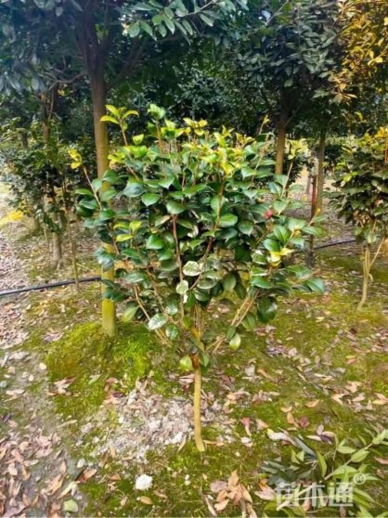 茶花
