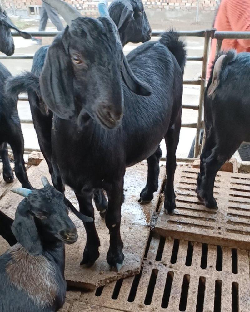 努比亚黑山羊，多胎多羔努比亚黑山羊，适应强。