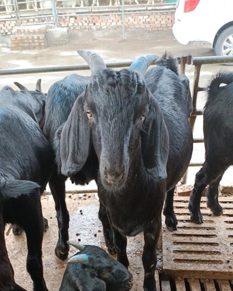 努比亚黑山羊，多胎多羔努比亚黑山羊，适应强。