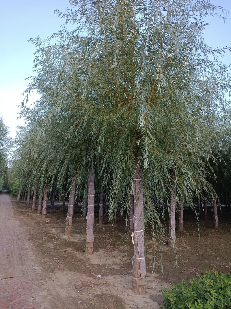 大量供应12-20公分金丝垂柳，移栽苗，易成活，树形好，