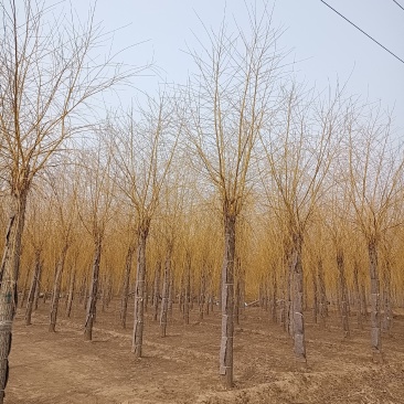 大量供应12-20公分金丝垂柳，移栽苗，易成活，树形好，