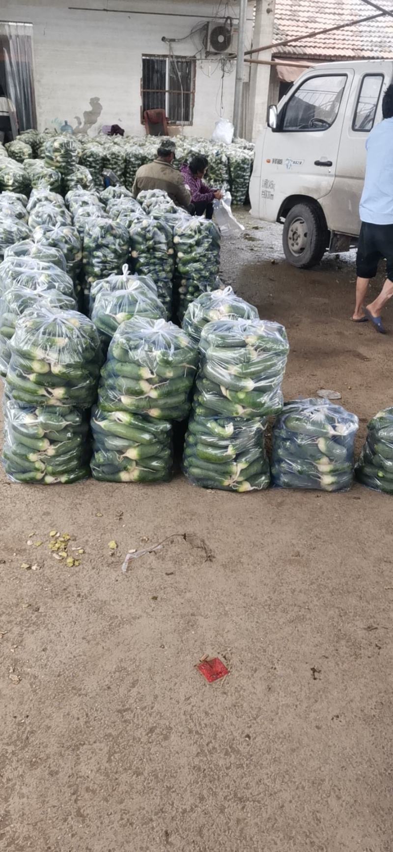 青萝卜大量上市全国供货货源充足