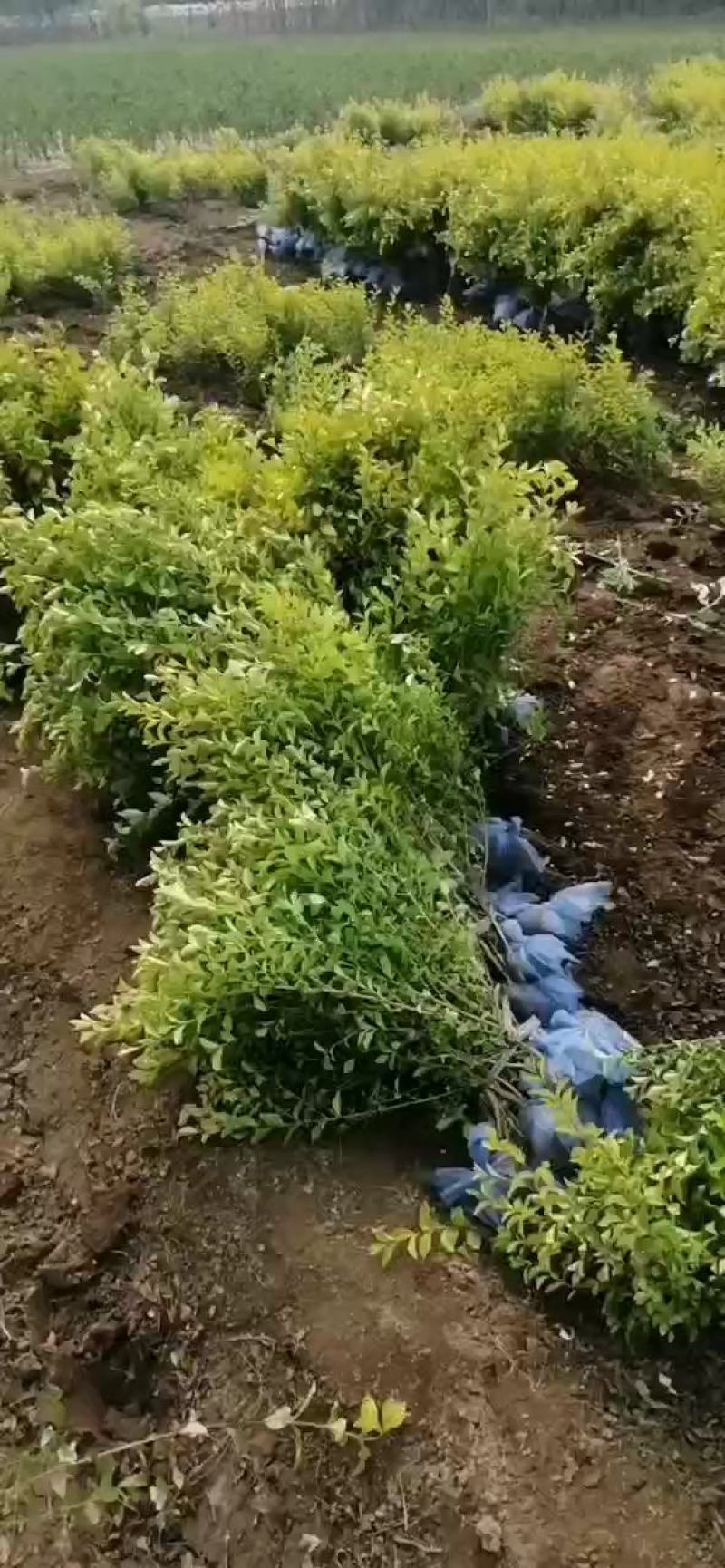 大量供应，:高50-80cm金叶女贞，营养钵苗，质量好，