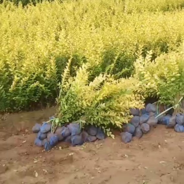 大量供应，:高50-80cm金叶女贞，营养钵苗，质量好，