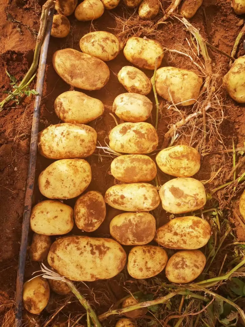 内蒙土豆精品226沙地种植个大干净商超品质保质保量