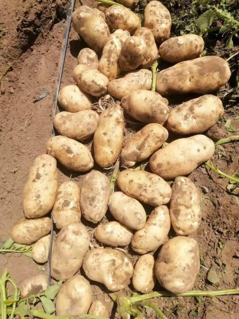 内蒙土豆精品226沙地种植个大干净商超品质保质保量