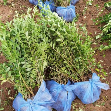 大量供应，高50-1米水腊，营养钵水腊，质量好，价格实惠