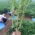 大量供应，高50-1米水腊，营养钵水腊，质量好，价格实惠
