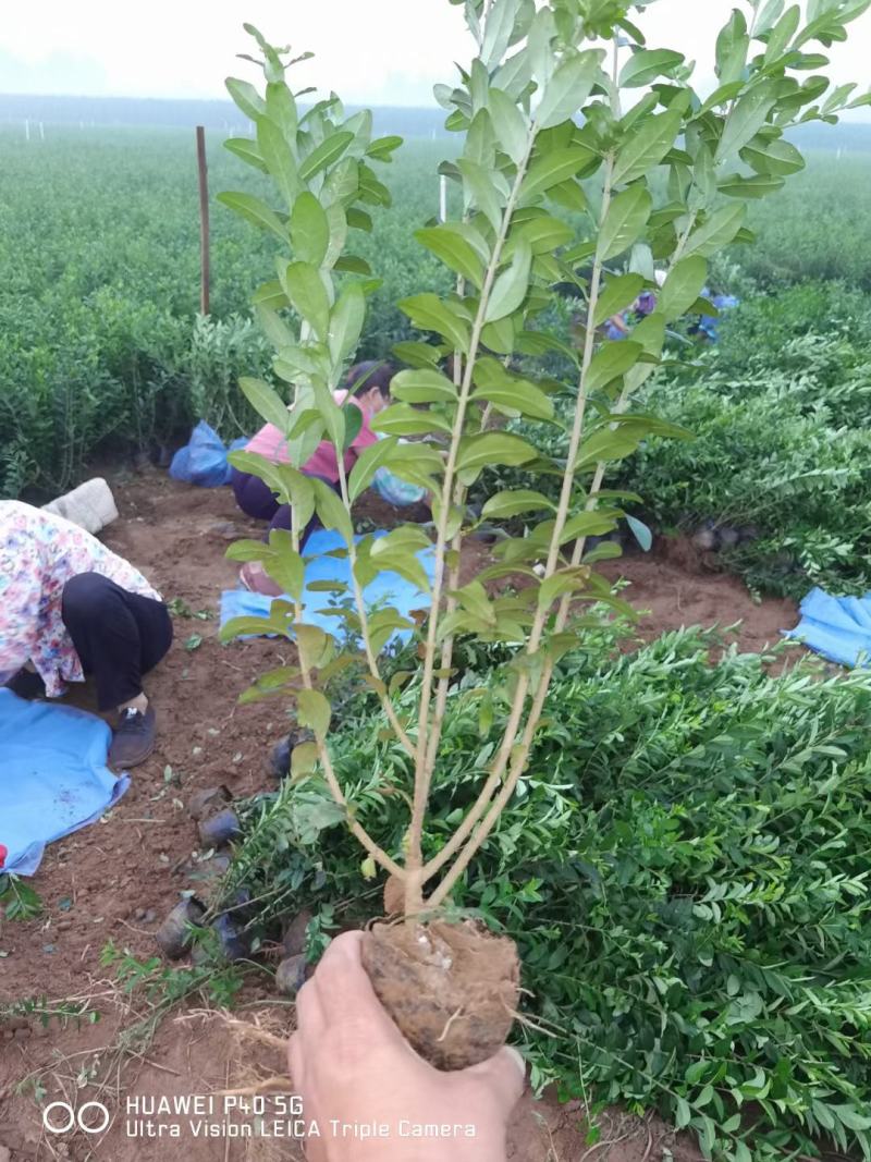 大量供应，高50-1米水腊，营养钵水腊，质量好，价格实惠