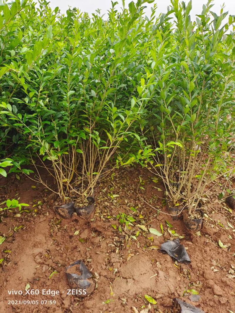 大量供应，高50-1米水腊，营养钵水腊，质量好，价格实惠