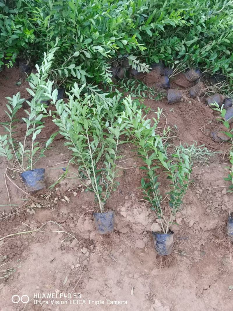 大量供应，高50-1米水腊，营养钵水腊，质量好，价格实惠