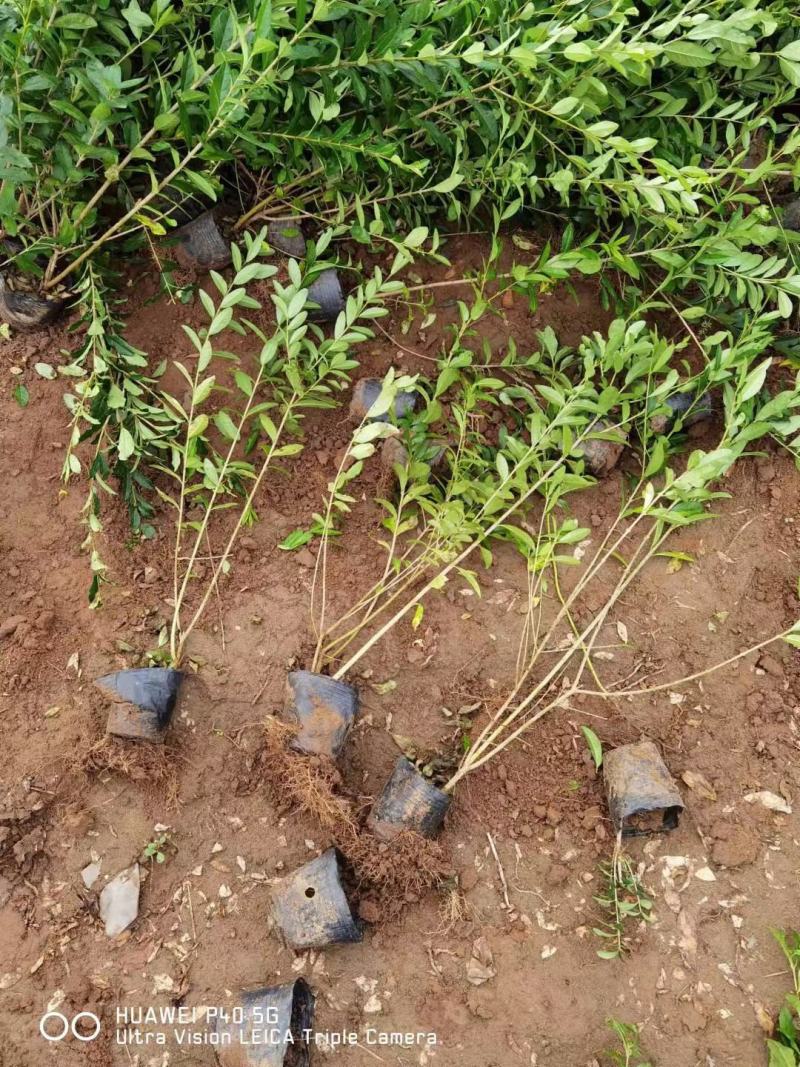 大量供应，高50-1米水腊，营养钵水腊，质量好，价格实惠