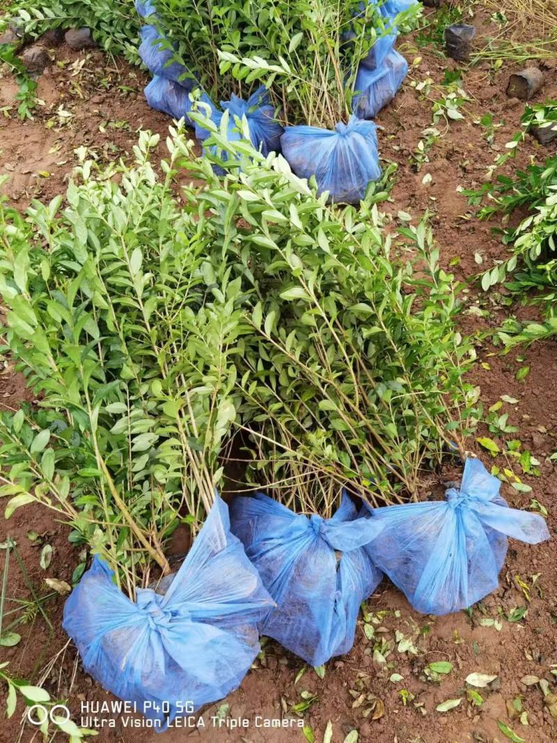 大量供应，高50-1米水腊，营养钵水腊，质量好，价格实惠