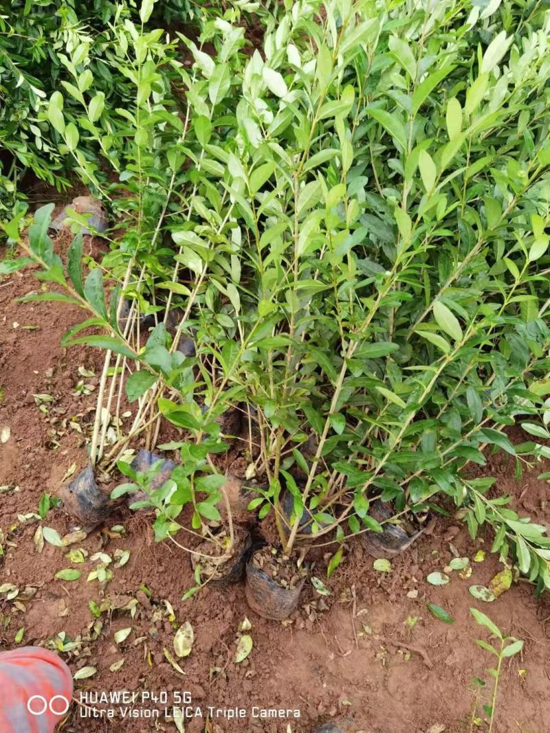 大量供应，高50-1米水腊，营养钵水腊，质量好，价格实惠