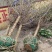河南鄢陵2-4公分高杆腊梅定杆品种齐全庭院绿化一手货源