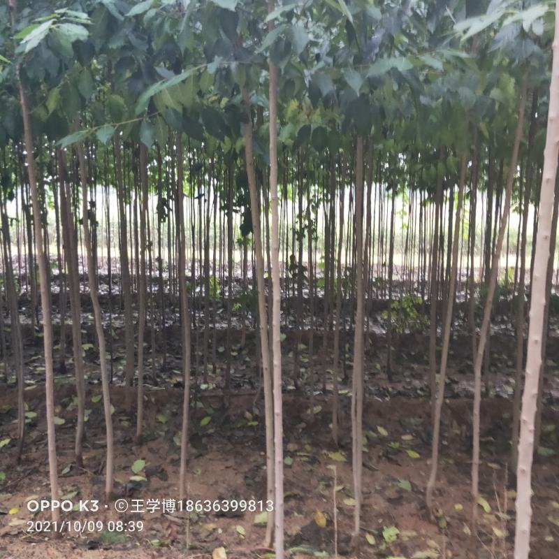 杜仲苗。0.3-3公分杜仲，苗农直销，跟系好，成活率高。