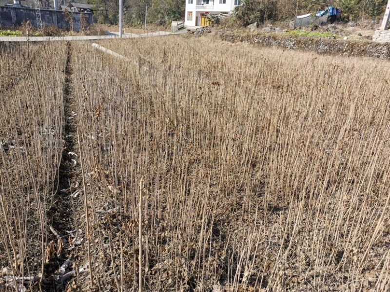马褂木小苗一年生马褂木小苗马褂木2.3.4.5公分