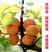杏树金太阳杏树苗，凯特杏树苗，珍珠油杏新疆巨杏树苗。