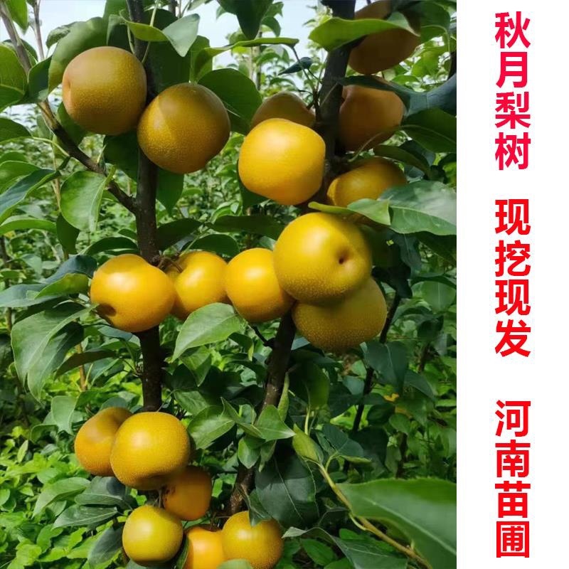 秋月梨树苗玉露香新梨7号红香酥翠玉山农酥