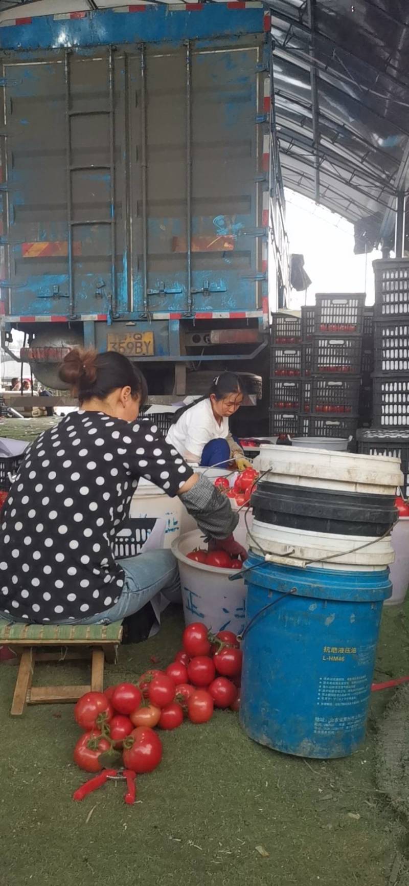 攀枝花露地优质大红西红柿上市欢迎老板来购