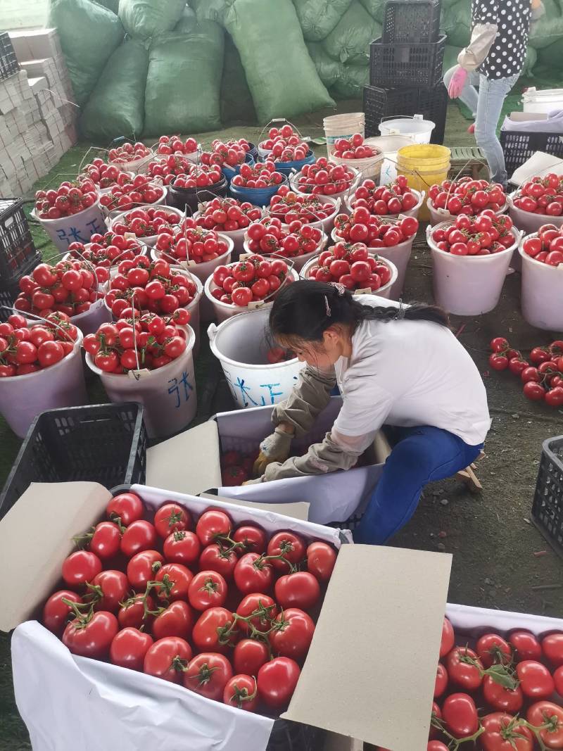 攀枝花露地优质大红西红柿上市欢迎老板来购