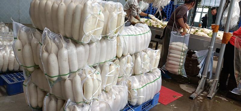 【精品白萝卜】湖北白萝卜新鲜上市，口感好，条形好
